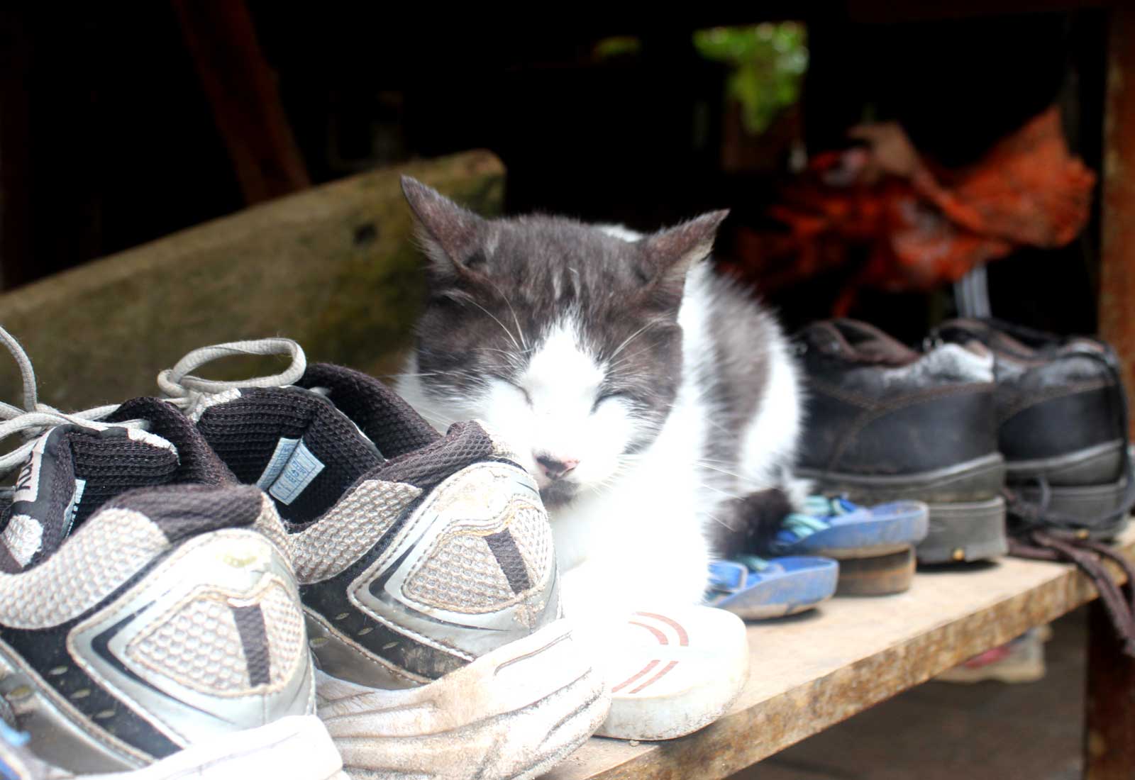Gato con Zapatos